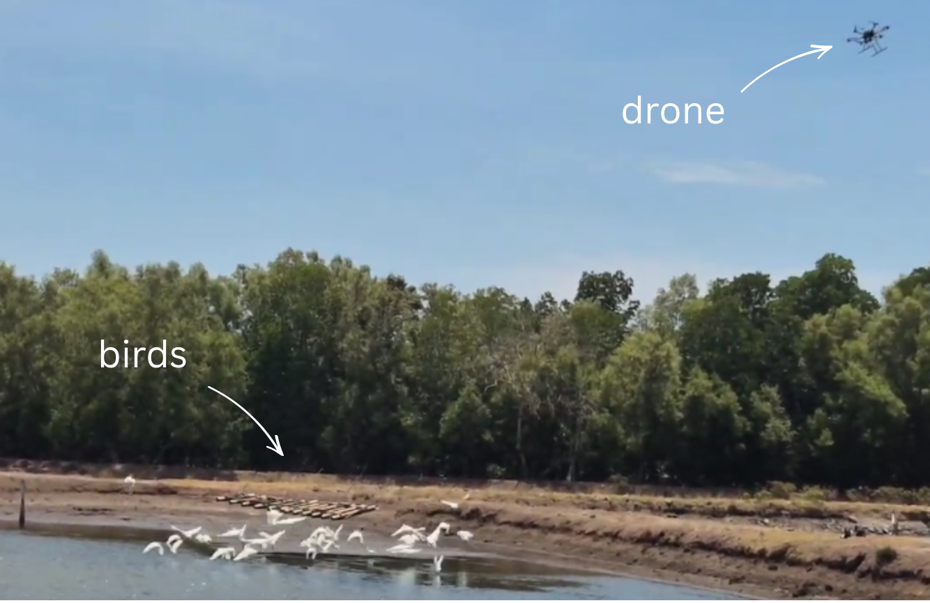 Drone In Action Egrets