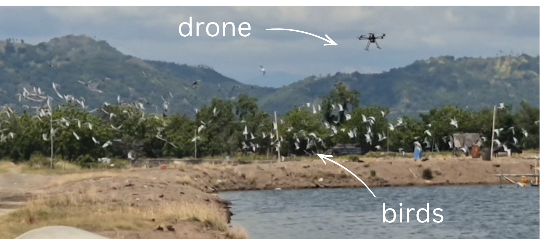 Drone In Action Terns